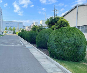 植栽管理後の生垣の仕上がり（厚木市・株式会社ニッキ様）
