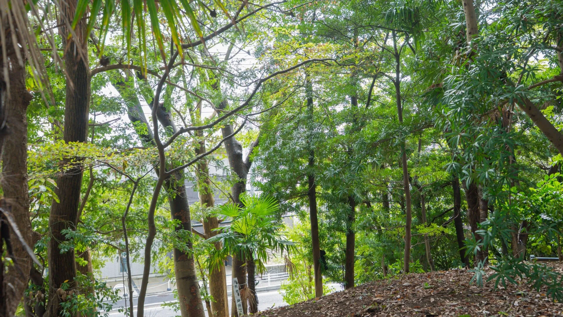 高木伐採の施工現場の画像